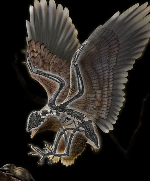 A bird with a T. rex