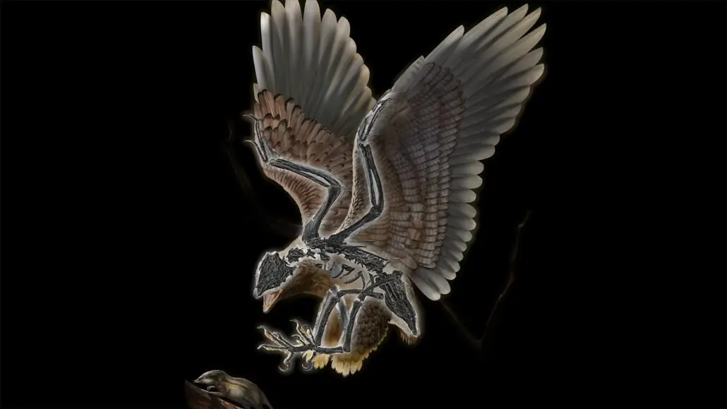 A bird with a T. rex
