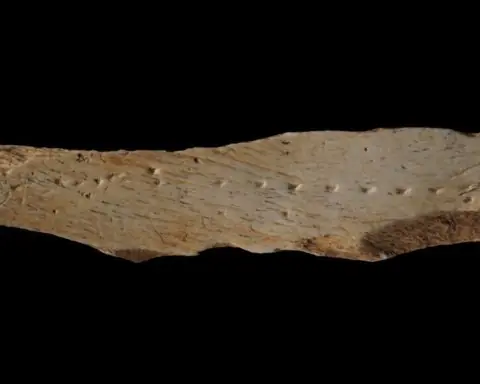 animal bone fragment