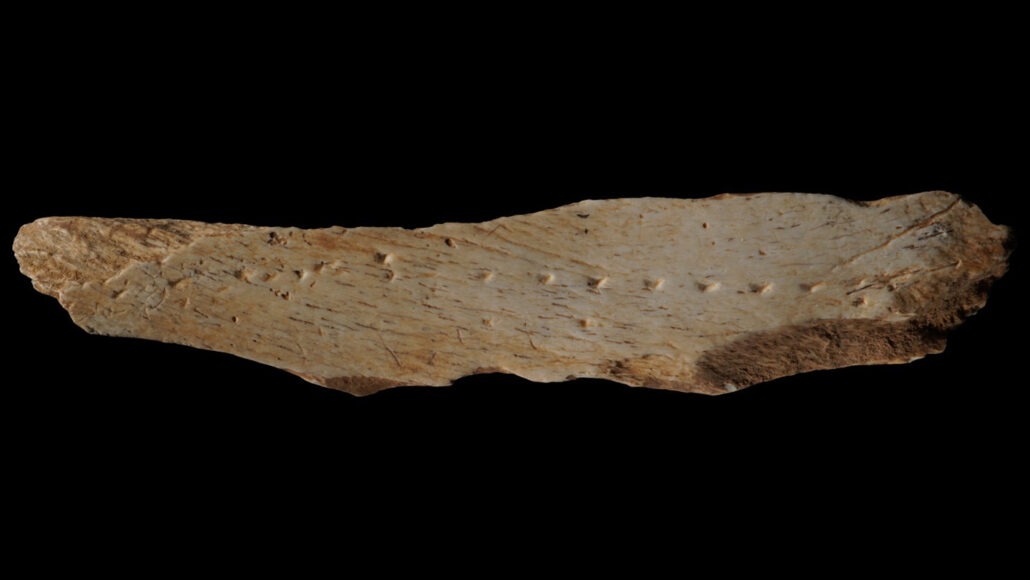 animal bone fragment